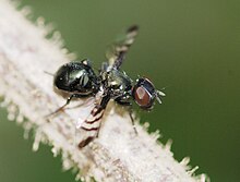 Fly August 2010-1.jpg