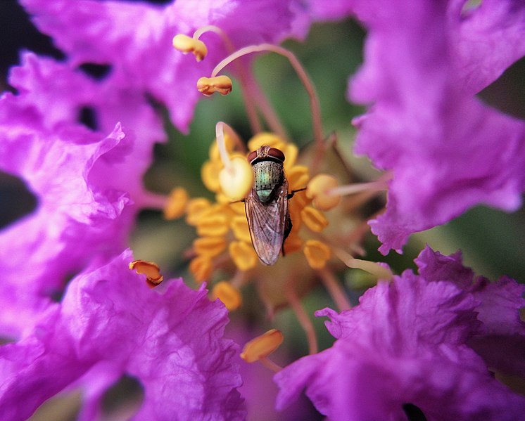 File:Fly on the flower.jpg