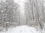 Thumbnail for File:Forest path in snow, Ehrenbach.jpg