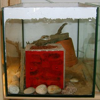 <span class="mw-page-title-main">Formicarium</span> Vivarium which is designed primarily for the study of ant colonies