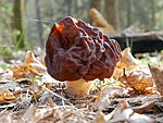 Gyromitra esculenta.