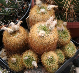 <i>Frailea pumila</i> Species of cactus