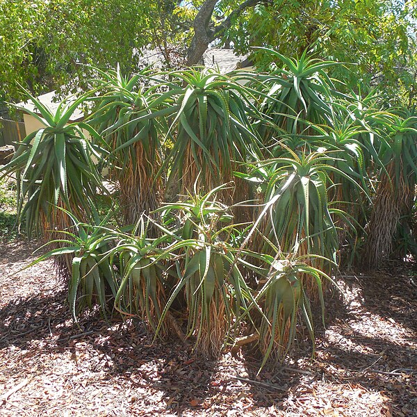 File:FranceschiPark Aloe2 SBCA 20150916.jpg