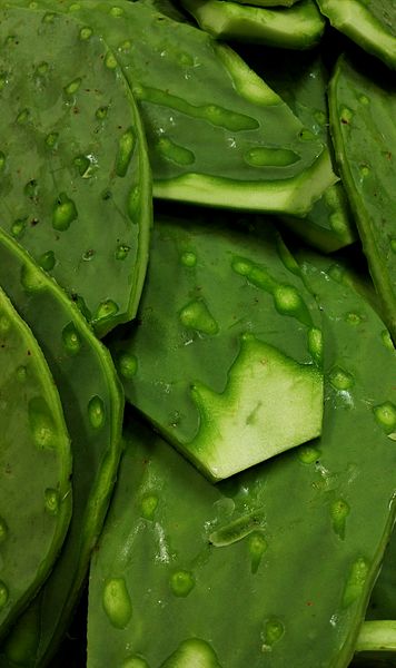 File:Fresh nopal.jpg