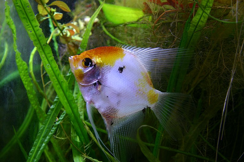 File:Freshwater angelfish.jpg