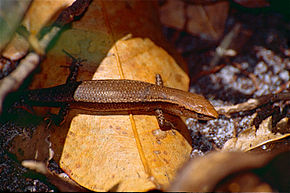 Descrição da imagem Friendly Sunskink (Lampropholis amicula) (9951462974) .jpg.