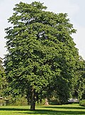 Large specimen growing in a park in Germany