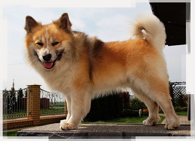 Исландская собака — Википедия
