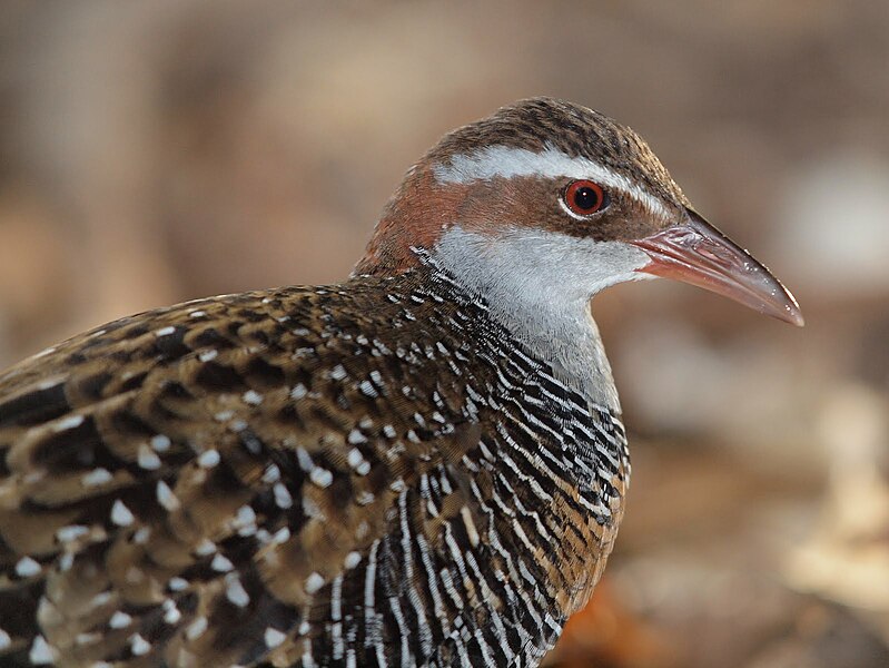 File:Gallirallus philippensis -Green Island National Park, Queensland, Australia-8a.jpg