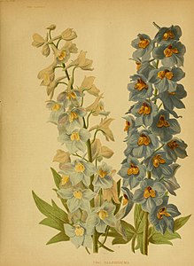Perennial larkspurs, Vol 14 van The Garden, 1878