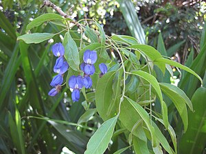 List Of Southern African Indigenous Trees And Woody Lianes