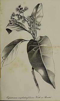 N. araliifolia