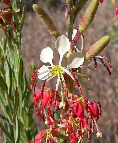 Gaura_coccinea