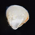 Thumbnail for Amethyst gem clam
