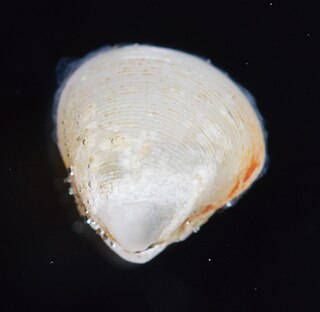 Amethyst gem clam Species of bivalve