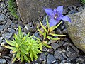 Gentiana paradoxa