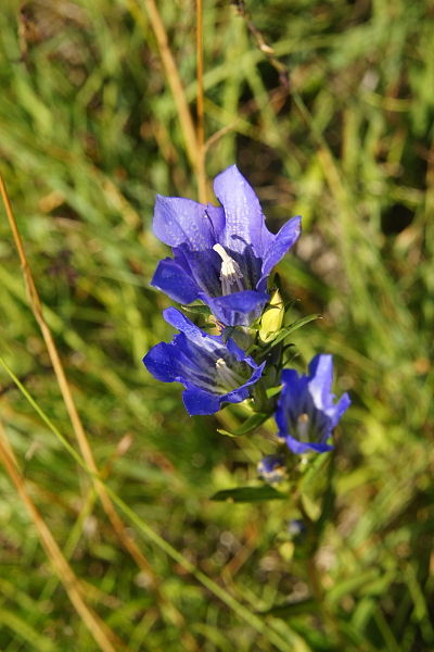 File:Gentiana pneumonanthe PID1914-1.jpg