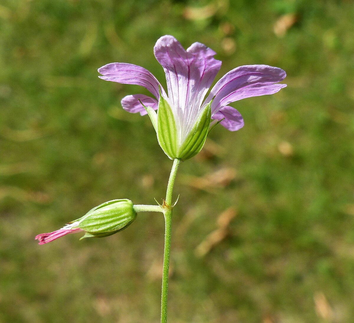 Flower 13. Герань Geranium nodosum. 13 Августа цветы. 13 Февраля цветы. Geranium nodosum фото.