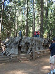 Discovery Tree stump