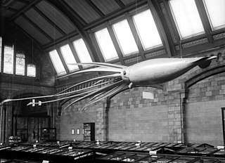 #42 (24/9/1877) Catalina-inspired model on display in the Shell Gallery (now Jerwood Gallery)[299] of London's Natural History Museum in 1907. Bought in 1906 for US$450 (equivalent to $13,572 in 2021) from Ward's Natural Science Establishment of Rochester, New York, it was installed a year later.[300] It was destroyed during the Blitz in 1940;[301] the second and current model dates from 1974.[300]