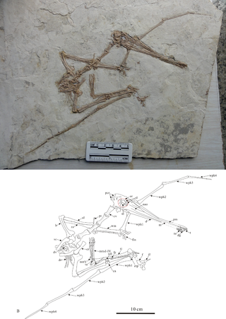 <i>Gladocephaloideus</i> Genus of ctenochasmatid pterosaur from the Early Cretaceous