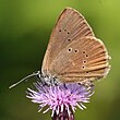 Dunkler Wiesenknopf-Ameisenbläuling