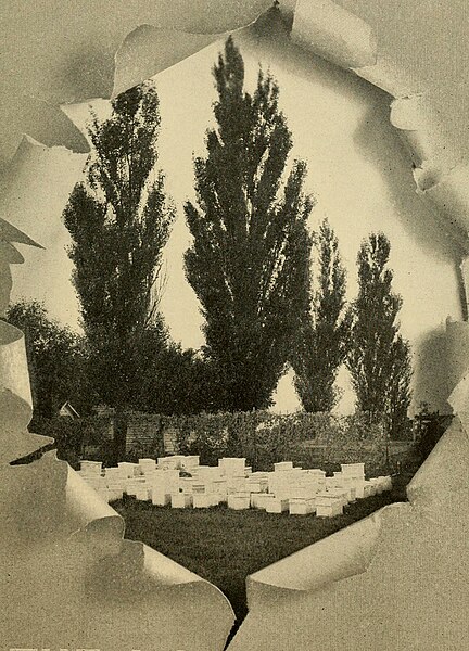 File:Gleanings in bee culture (1907) (14595529357).jpg