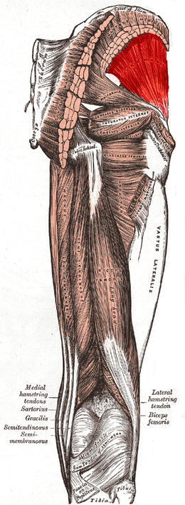 Gluteus minimus muscle.PNG