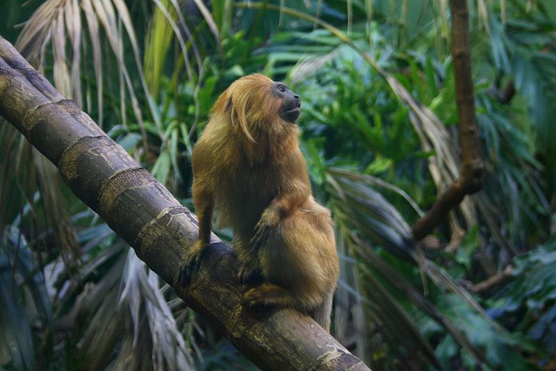 File:Golden-lion-tamarin.JPG