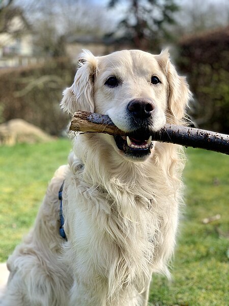 File:Golden Retriever 2020 3.jpg