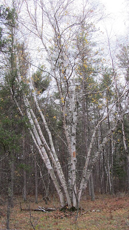 Tập_tin:Grand_Beach_Provincial_Park,_Manitoba_(481751)_(9448100060).jpg