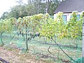 Grape Vines Marthas Vineyard AVA.jpg