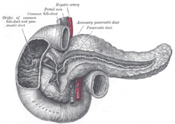 Gray 1100 Pancreatic duct.png