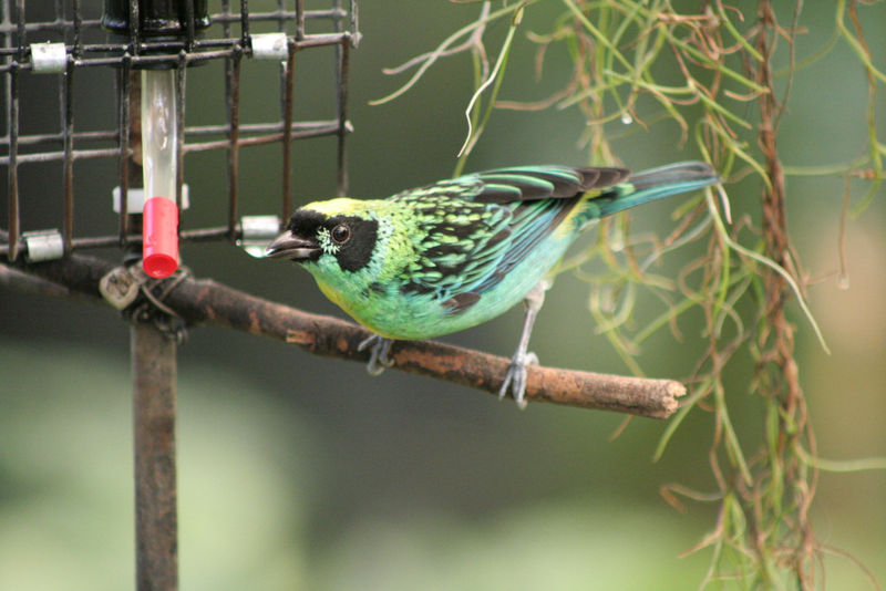 Fil:Green-and-Gold Tanager.jpg