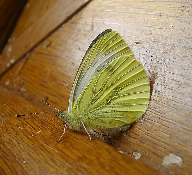 File:Green-veined White (49132845326).jpg