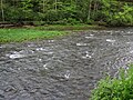 Greenbrier River (downstream from Durbin, West Virginia, USA) 4 (27781558485).jpg
