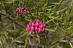 Grevillea confertifolia üçün miniatür
