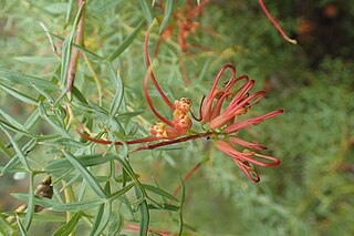 <i>Grevillea trifida</i> Species of shrub in the family Proteaceae endemic to Western Australia