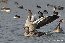 Greylag Goose by Virag Sharma.jpg
