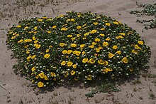 Grindelia stricta.jpg