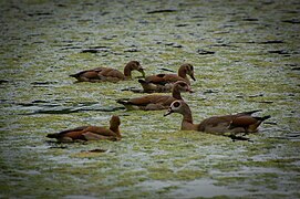 Ouettes d'Égypte (Alopochen aegyptiaca)