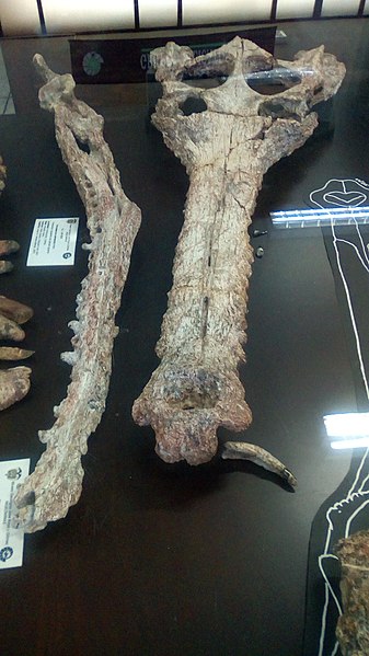 File:Gryposuchus colombianus skull.jpg