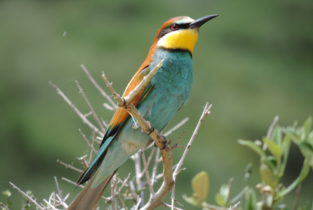 European bee-eater (Ichkeul National Park) Author: Mahdi ABDELLY
