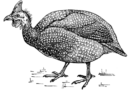 Tập tin:Guinea fowl (PSF).png