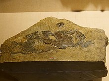 Specimen on display at the Paleozoological Museum of China Guiyu oneiros PMC.jpg