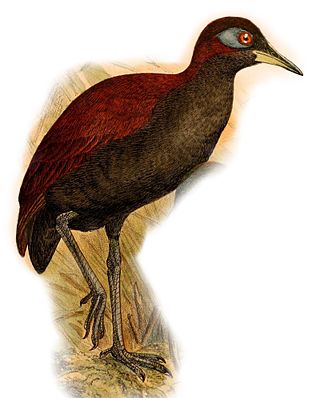 <span class="mw-page-title-main">Blue-faced rail</span> Species of bird