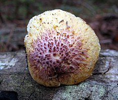 Gymnopilus peliolepis (сөз.) Әнші 271805.jpg