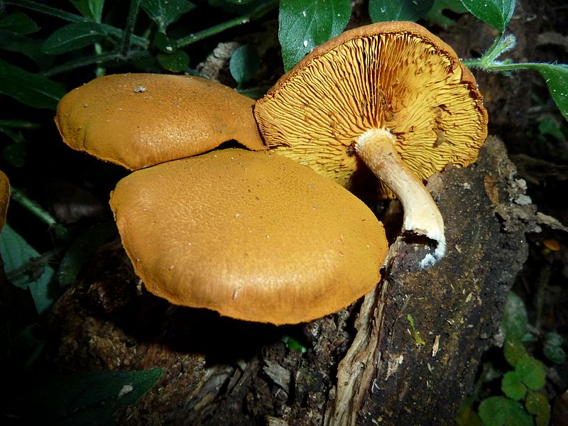 File:Gymnopilus penetrans, Krantzkloof NR, a.jpg