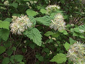 Resmin açıklaması H20140424-1902 - Neviusia cliftonii - RPBG (14044238045) .jpg.