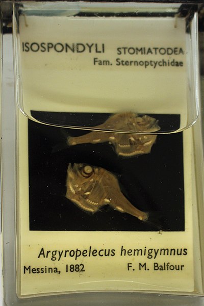 File:Hal - Argyropelecus hemigymnus - 1.jpg